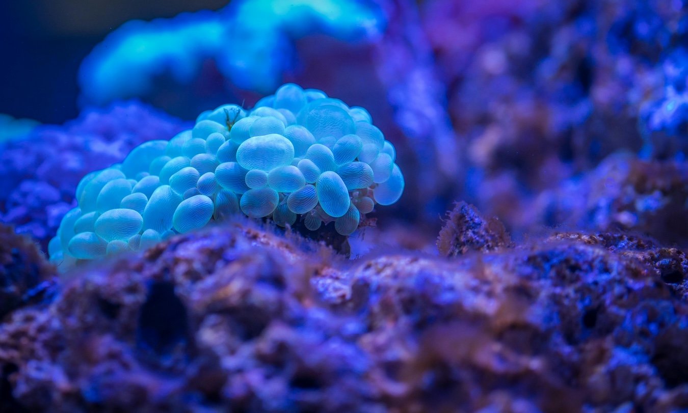 microbiota 1